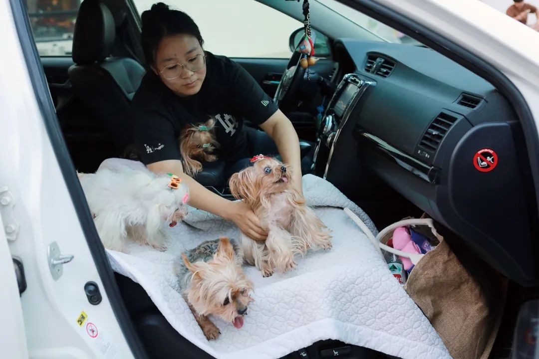三三妈带着她收养的4只老年犬到萌兽派参加生日会