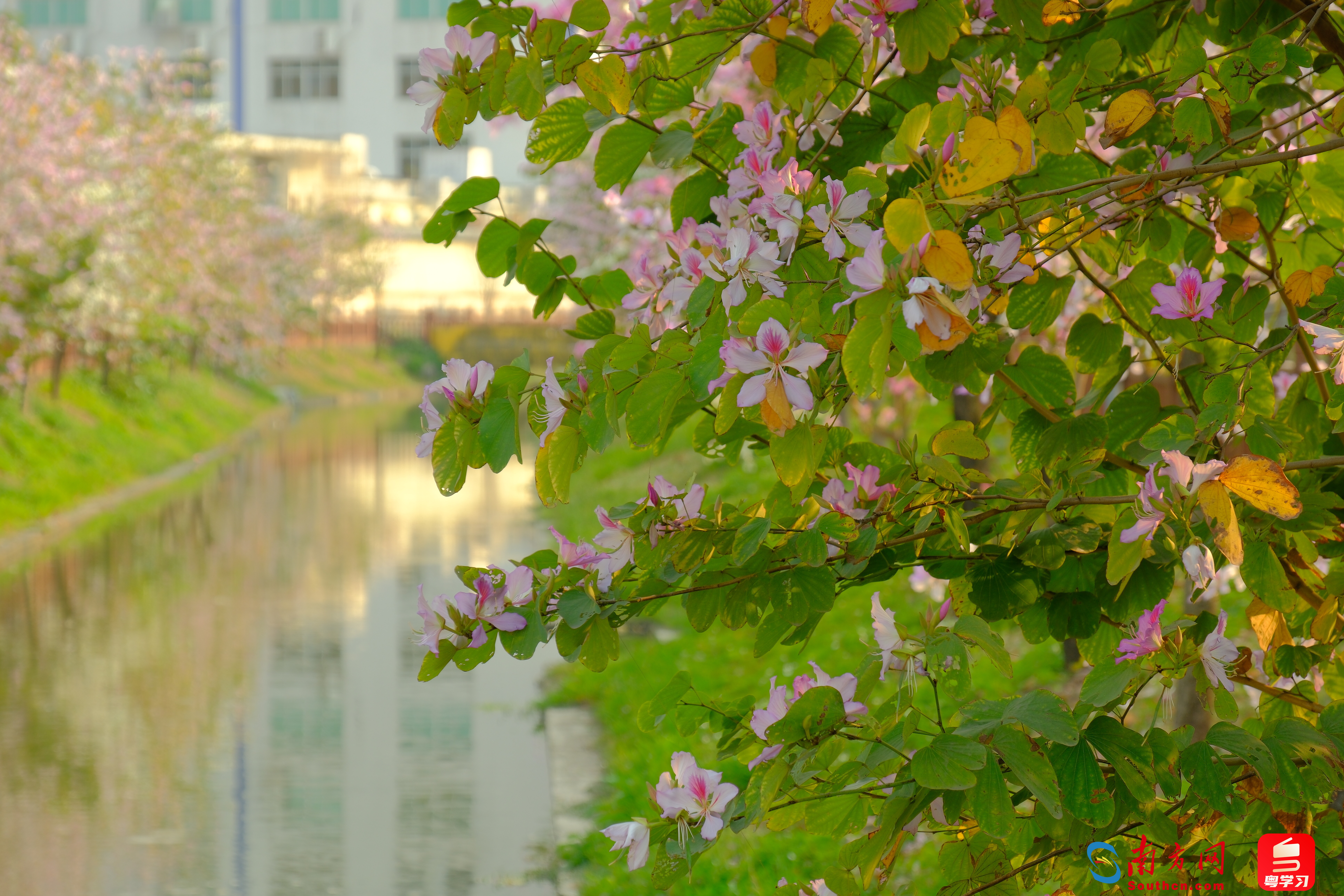 环滘河唐阁段一路繁花。通讯员供图