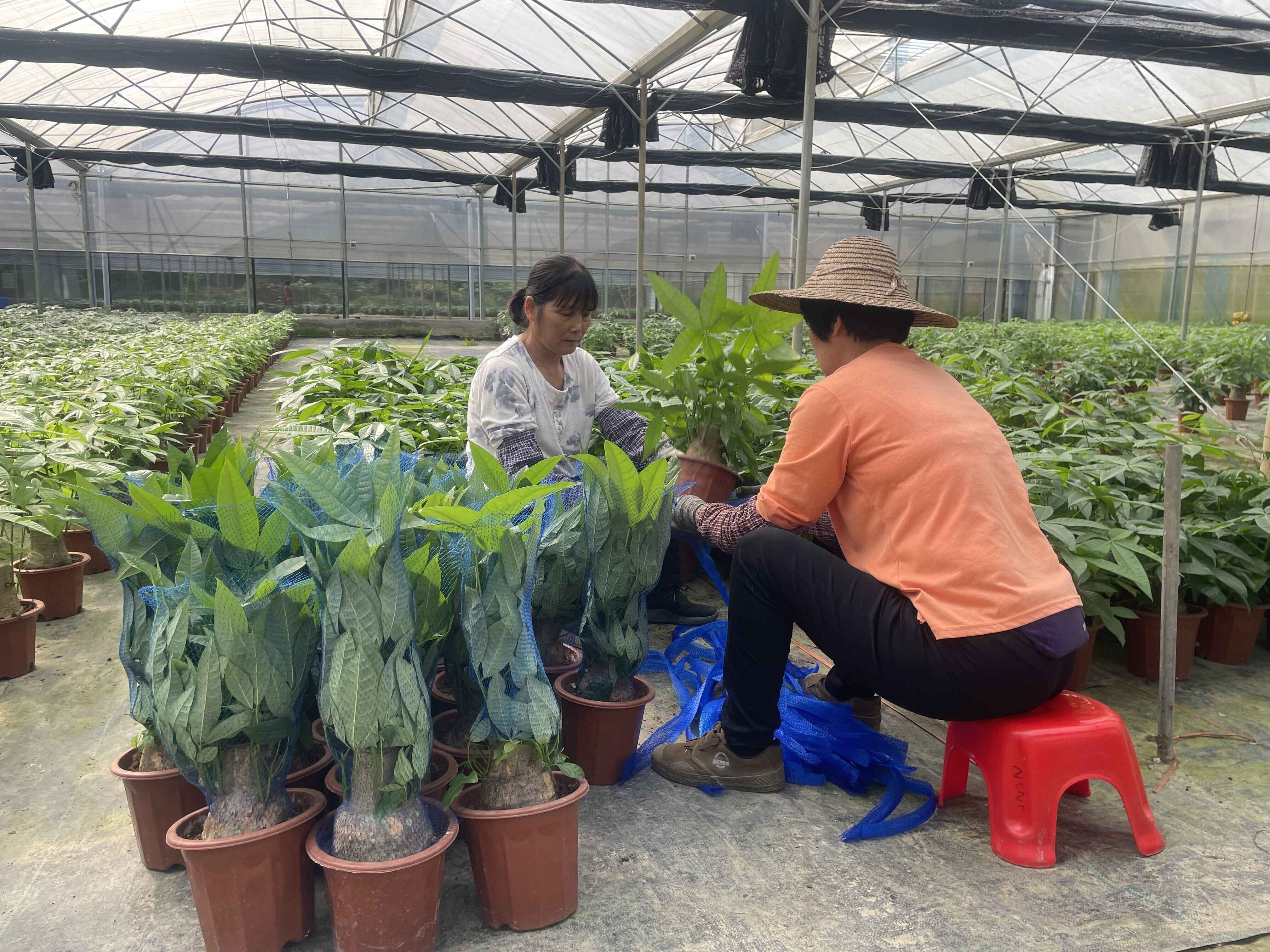 “向上突围”云浮高质量发展融媒报道㉙丨永盛农林瞄准市场需求和商机 花卉产业绽放“美丽经济”