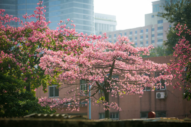 Pink flowers blooming across Guangdong