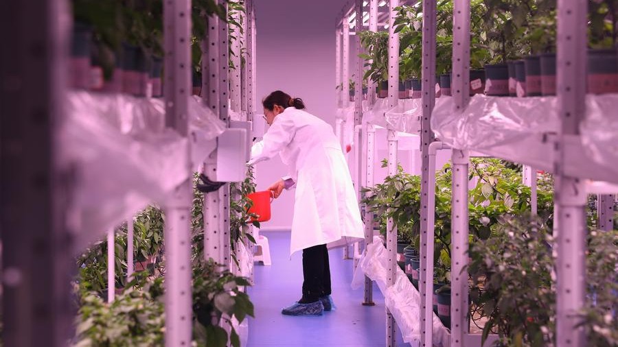 Smart greenhouses applied in pepper planting in central China's Hunan