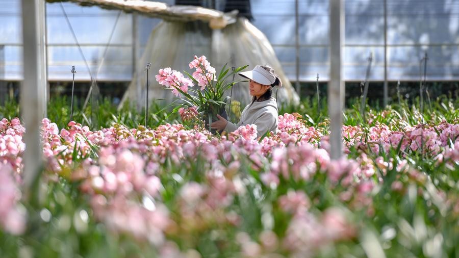 Trade of flowers for Lunar New Year booms in SW China's Yunnan