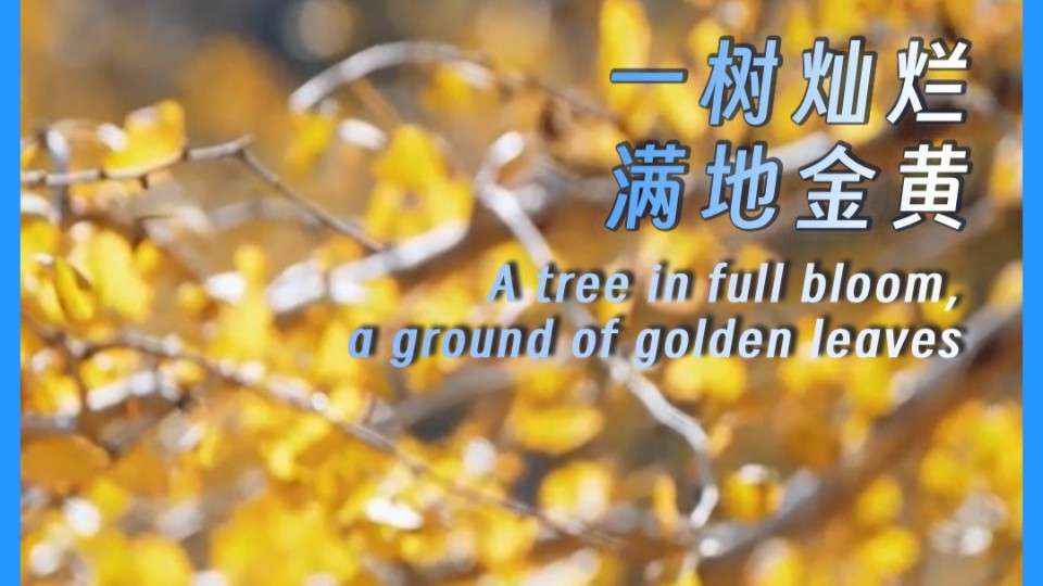 A tree in full bloom, a ground of golden leaves