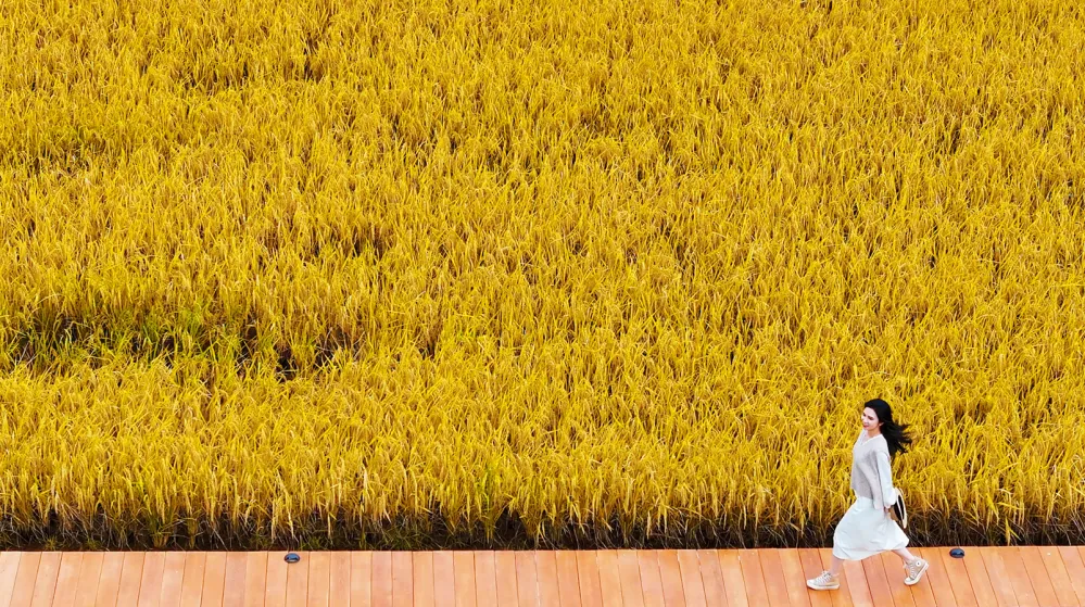 Embrace Dongguan's golden rice waves