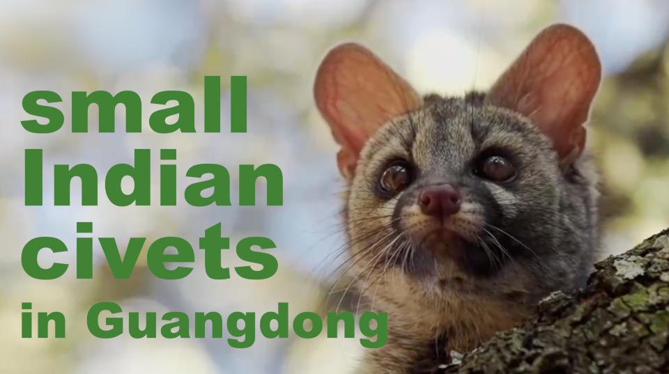 So cute! Civets captured in GD’s Chebaling Nature Reserve So cute! Civets captured in GD’s Chebaling Nature Reserve