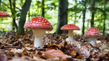 中山大学一研究团队发现“最毒蘑菇”潜在解毒剂