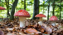 中山大学一研究团队发现“最毒蘑菇”潜在解毒剂 中山大学一研究团队发现“最毒蘑菇”潜在解毒剂