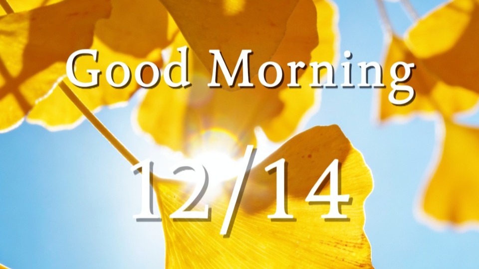 Wind sways frosty boughs, ginkgoes paint garden gold