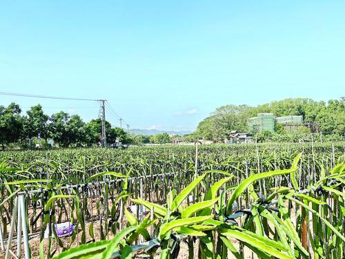 村民利用鸽粪作为肥料，大面积种植火龙果。（摄影：梁佳涛）