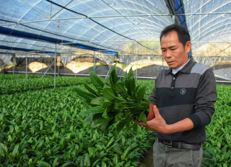 广州番禺：化龙花农大胆转型种植小盆栽