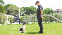 走进广州天河警犬基地 看看缉毒犬“尖兵”是如何炼成的? 走进广州天河警犬基地 看看缉毒犬“尖兵”是如何炼成的?