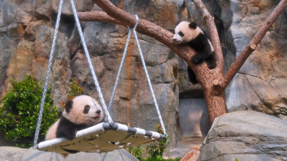 Cherished memories between pandas and Hong Kong