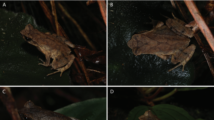 New horned toad species discovered in south China