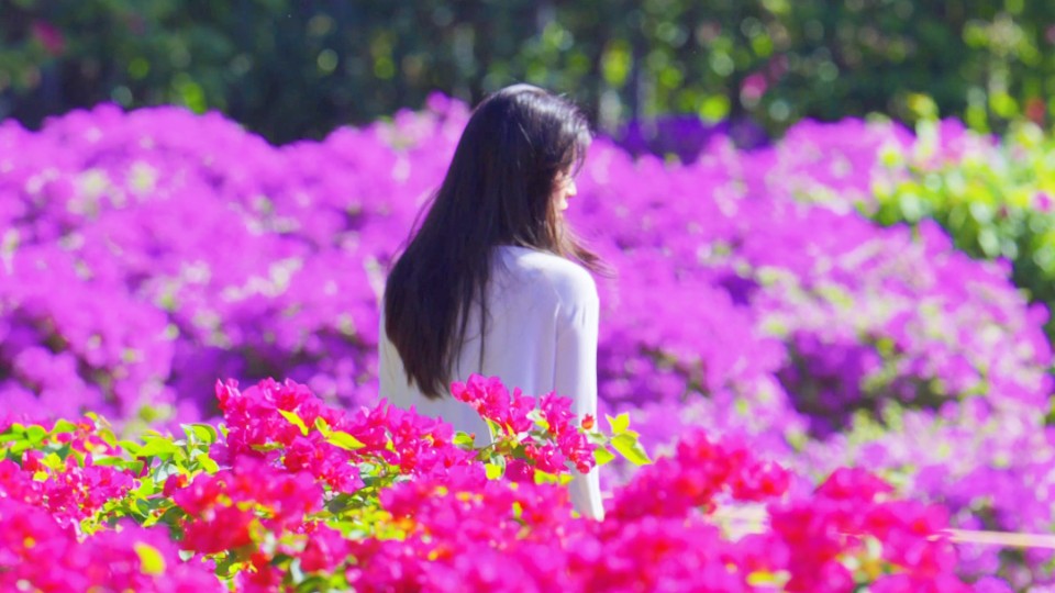 Blossoms adorn ridge, passion warms city