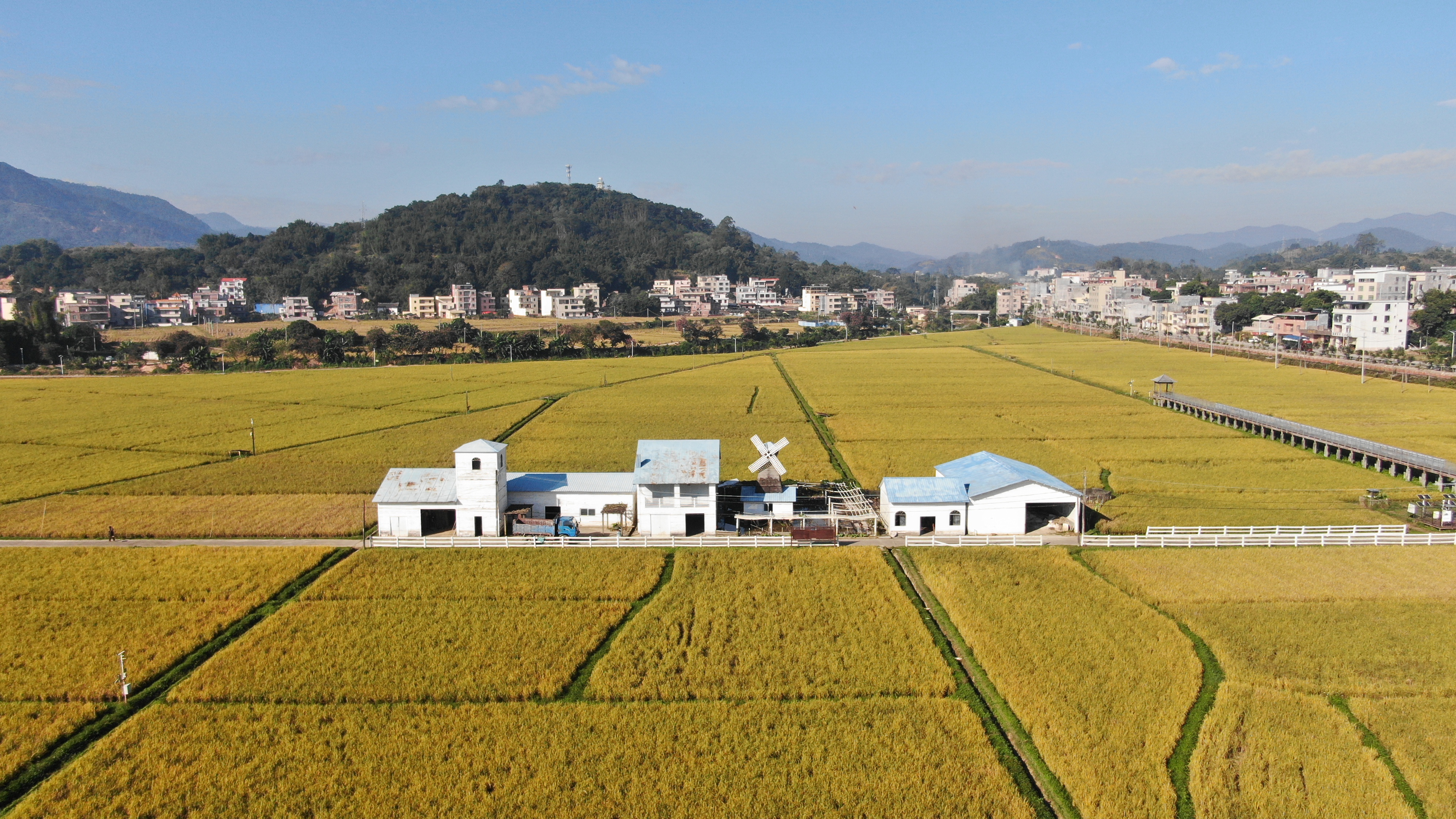 冬日稻浪翻金！罗定市泗纶镇亚灿米种植基地正式开镰绘“丰”景