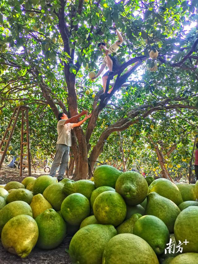 蒲芦洲村柚子成熟。邓燕南 摄 蒲芦洲村柚子成熟。邓燕南 摄