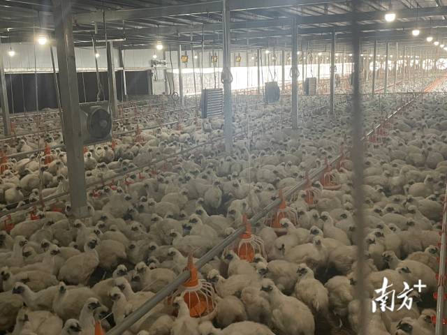 当一个e人养起了鸡丨云浮青春合伙人·第二季