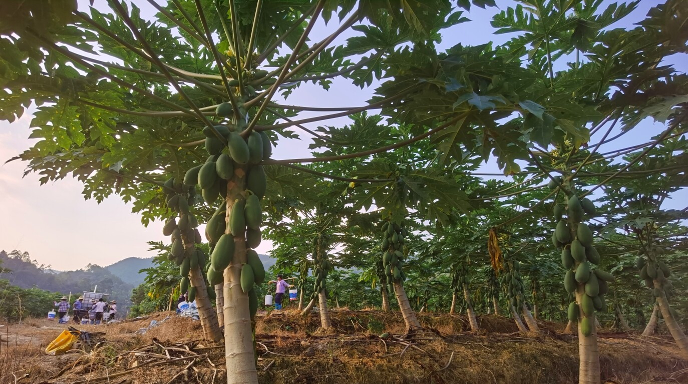 看图说镇丨云城区思劳镇150亩水果木瓜丰收在望