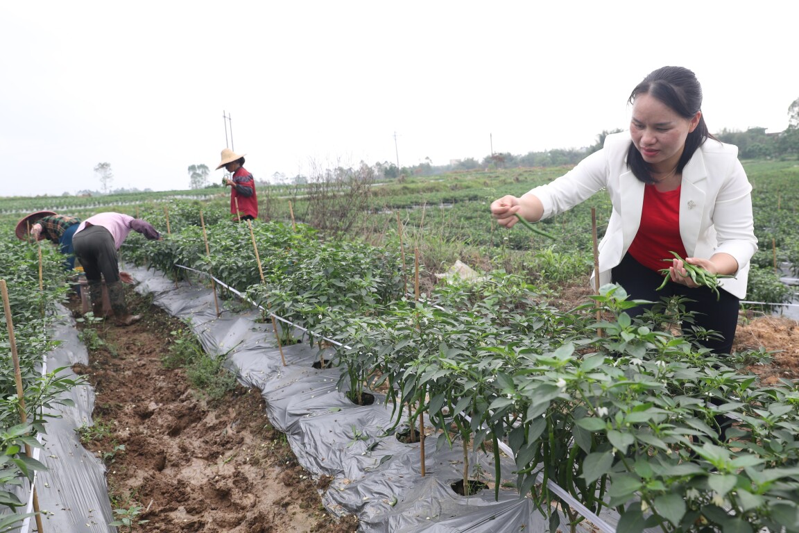 镇出发 | 罗定这个辣椒基地，不仅丰盈湾区市场，还能……
