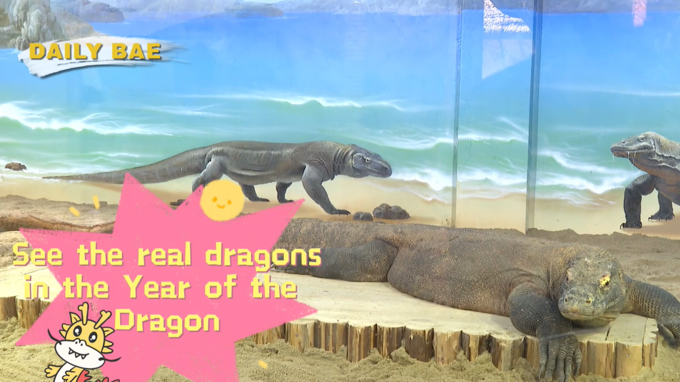 Discover Real-Life Dragons in Guangzhou in the Year of Dragon