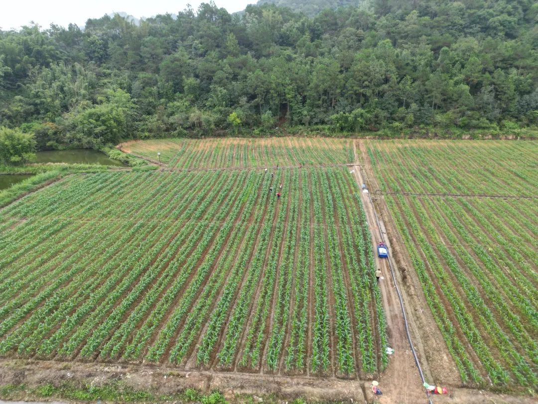 镇出发 | 佛山驻天堂镇帮扶工作队牵线搭桥助推乡村振兴