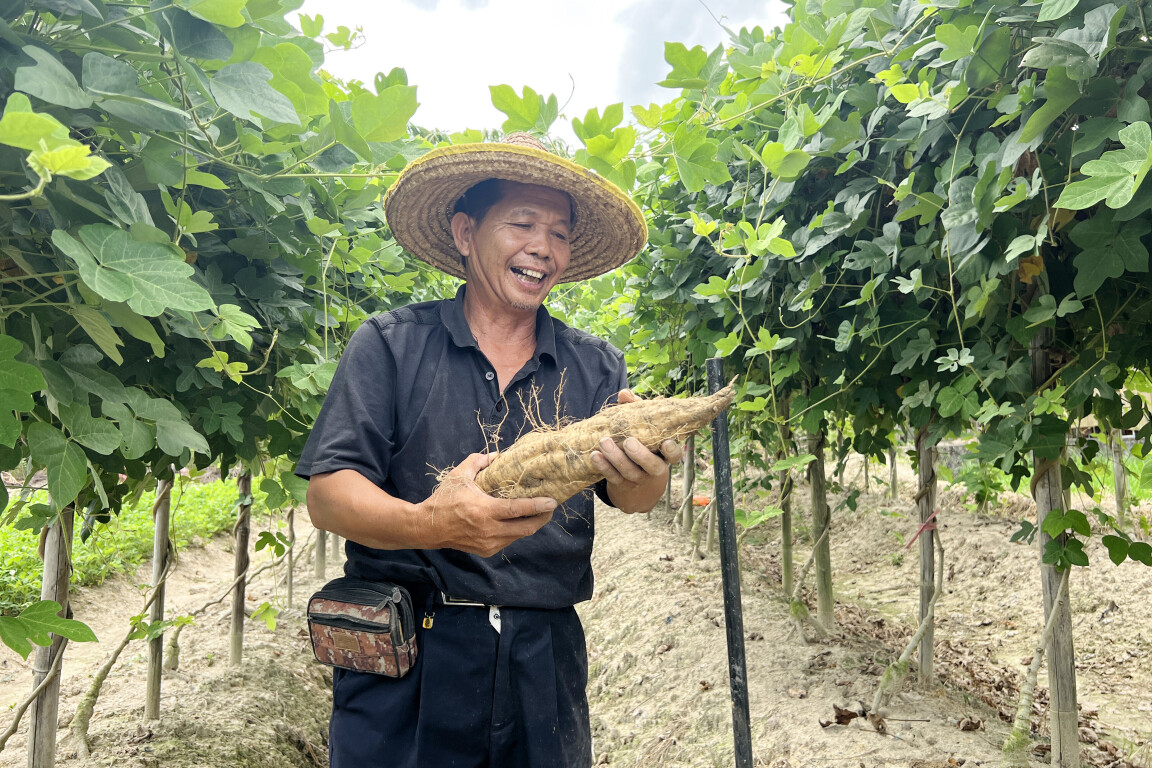 看图说镇丨云浮新兴水台镇粉葛丰收在望
