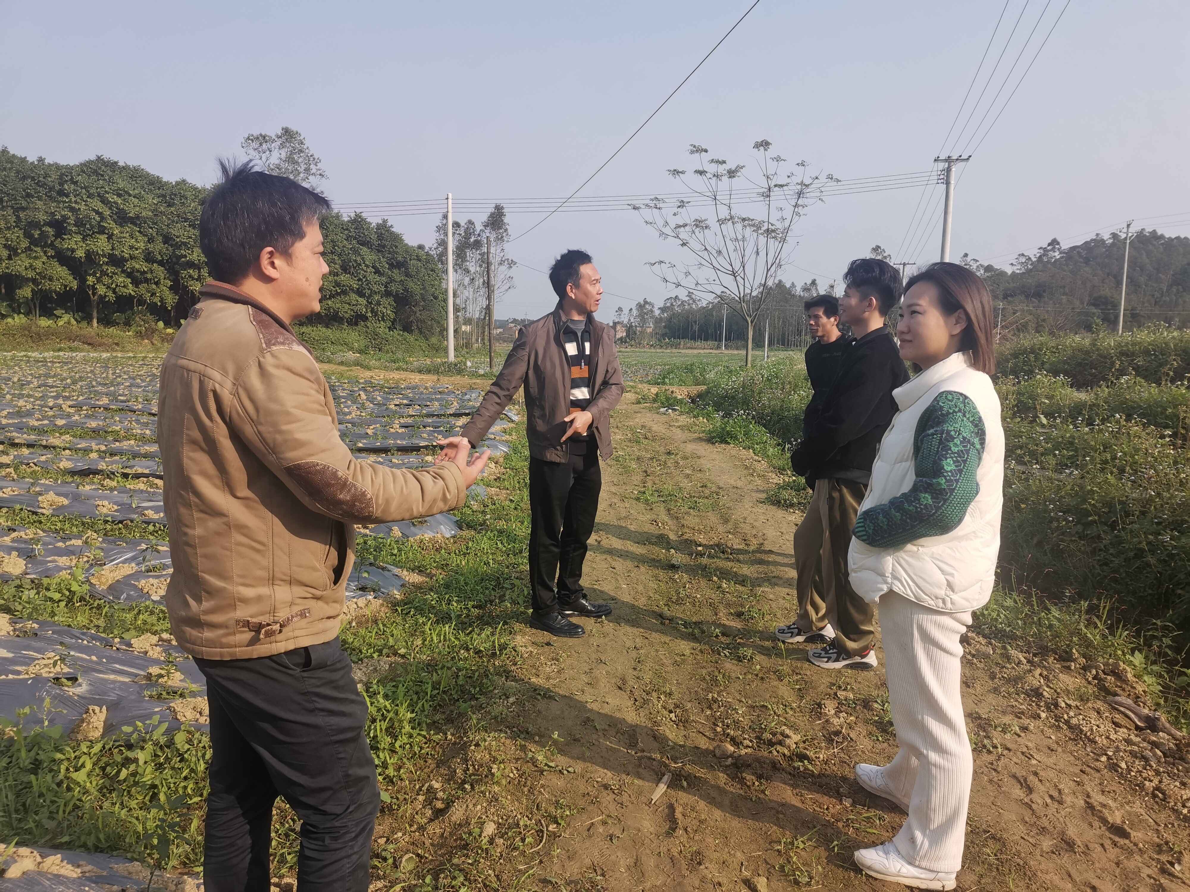 镇出发丨新兴县稔村镇：撂荒地种辣椒 “红火”致富路