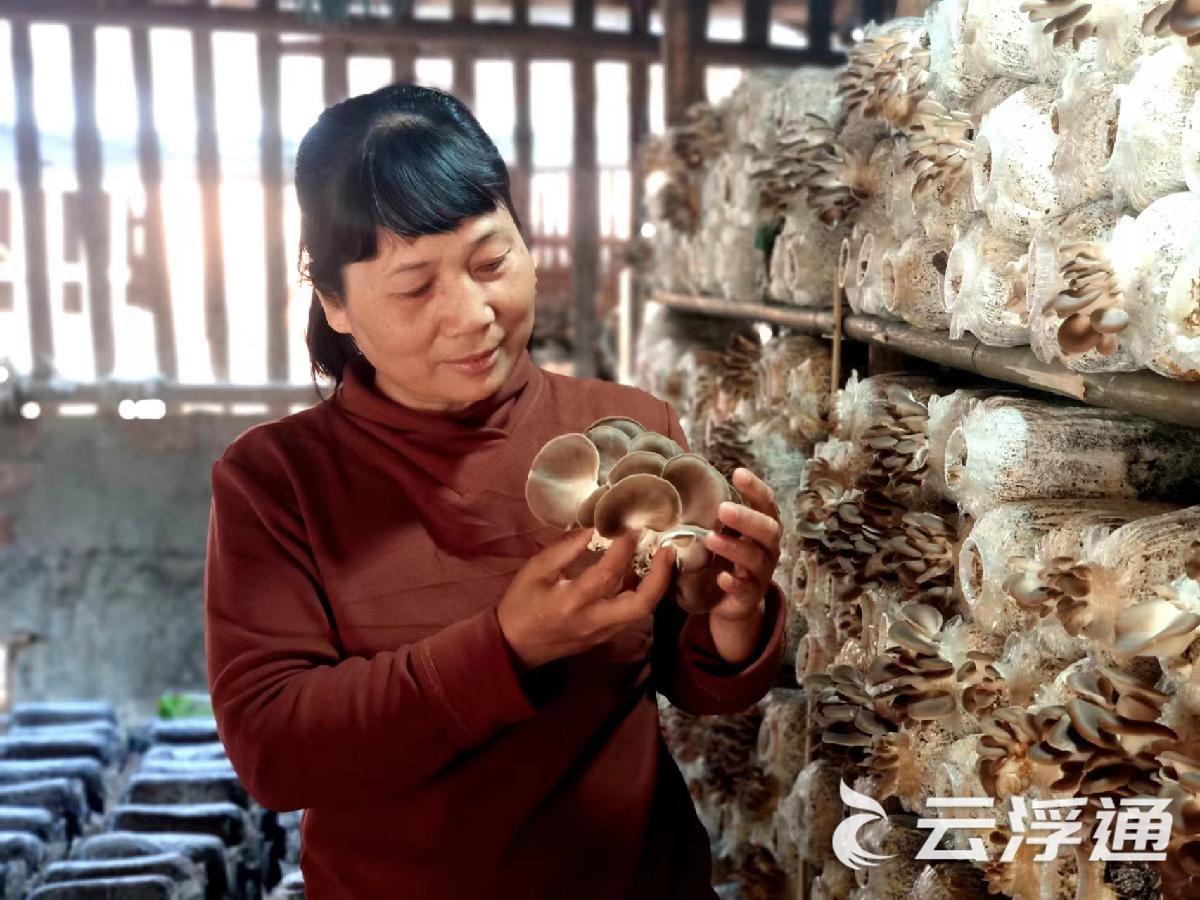 镇出发丨新兴簕竹镇：小磨菇撑起“致富伞”