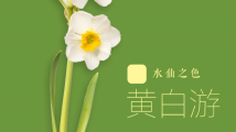 二十四节气之岭南国色|立春·水仙之色——黄白游 二十四节气之岭南国色|立春·水仙之色——黄白游