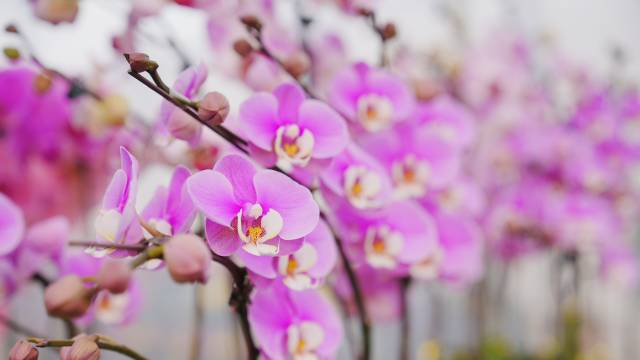 广东花卉登陆央视，与全球华人共贺新春！