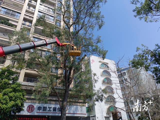26日,潮州市饶平县城综局组织对行道树进行修剪。受访者供图 26日,潮州市饶平县城综局组织对行道树进行修剪。受访者供图
