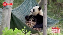 康辉@大国外交最前线丨欢迎宴会有哪些特殊设计? 康辉@大国外交最前线丨欢迎宴会有哪些特殊设计?