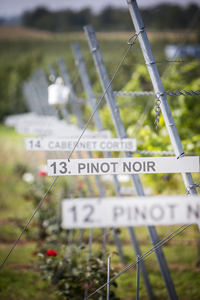 Fruit farming research in Limburg celebrates its 75th anniversary