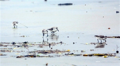 Rare bird species land to roost in Zhanjiang