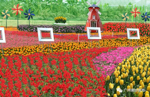 Tulip exhibition to make Guangzhou an aromatic garden