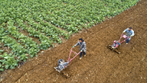 2022年稳“三农”路径：保粮食安全并着力调整结构