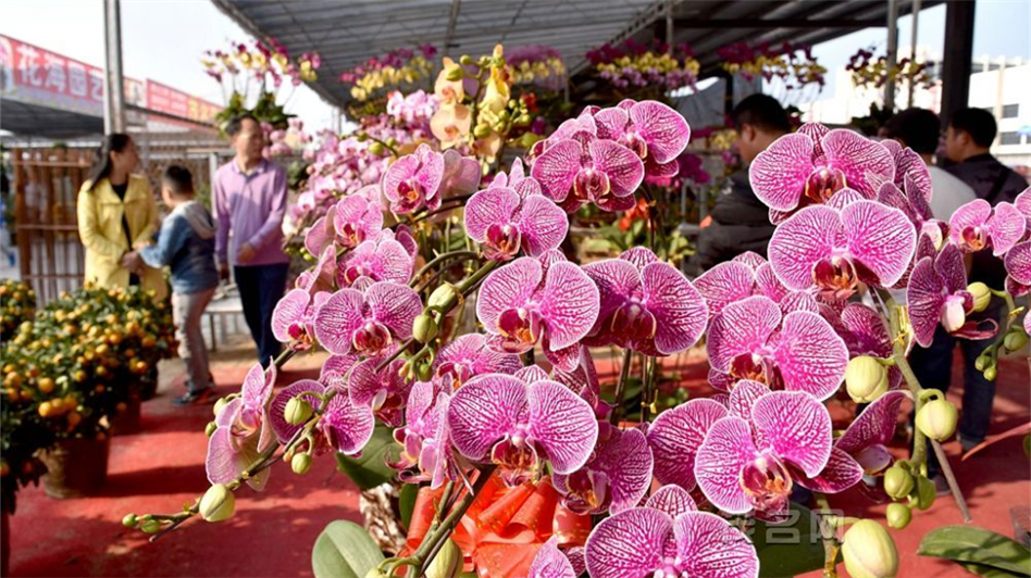 Beautiful flowers for Spring Festival celebration in Maoming