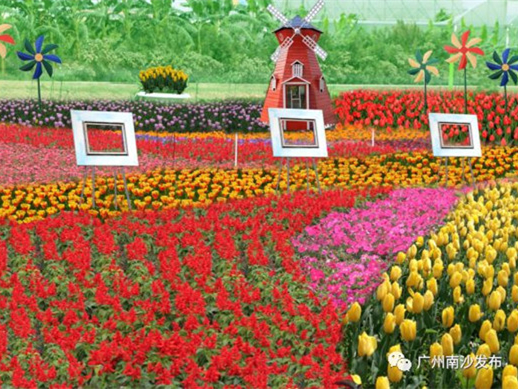 Largest tulip exhibition to be held in Guangzhou