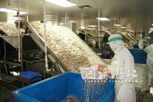 Zhanjiang resumes shrimp export to Australia
