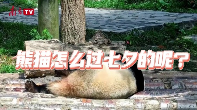 来看大熊猫的七夕怎么过？网友：实名羡慕了！