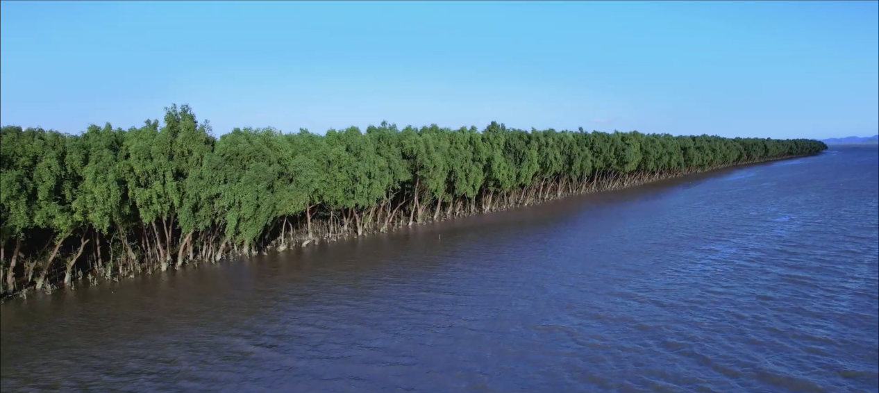 红树林，受访者供图