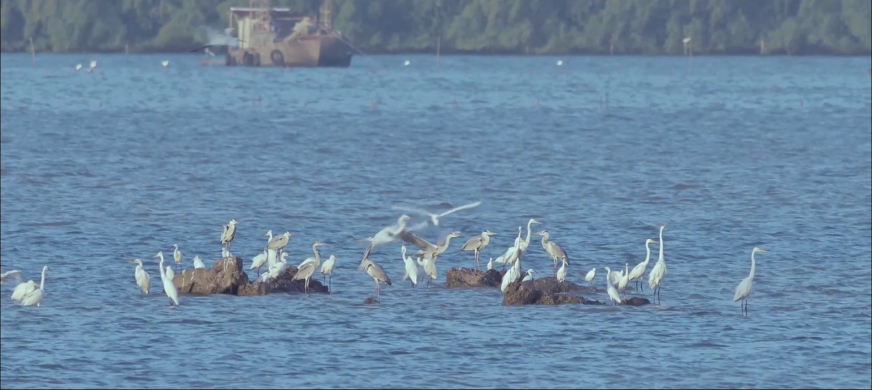 翠亨国家湿地公园的白鹭。受访者供图