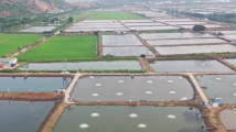 珠海斗门优质农产品借丰收节“出圈” 白蕉海鲈游向千亿产业 珠海斗门优质农产品借丰收节“出圈” 白蕉海鲈游向千亿产业