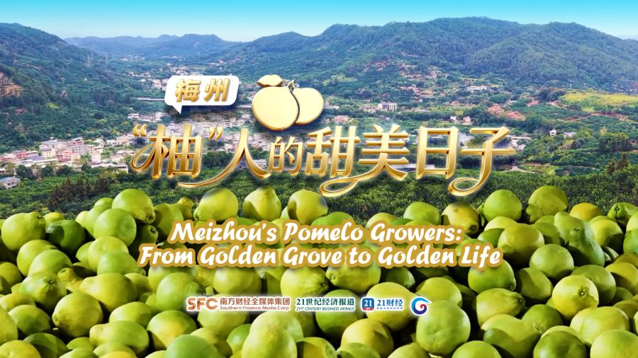 Meizhou's pomelo growers: From golden grove to golden life