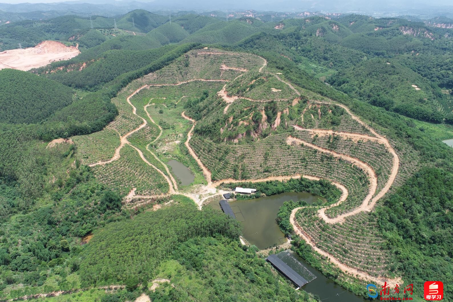 肇慶市德慶縣低質(zhì)低效林分優(yōu)化改造成效（通訊員供圖）