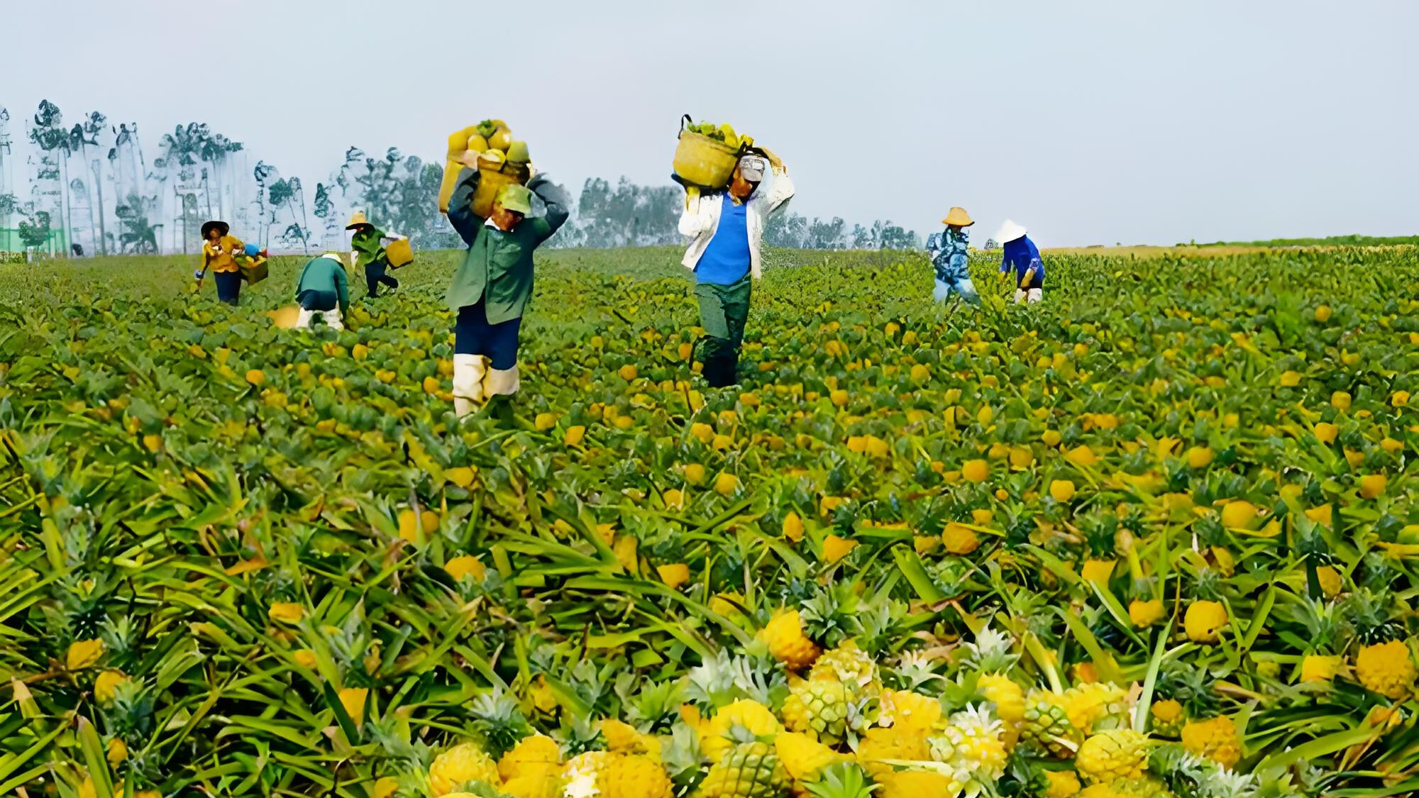 Guangdong's "sea of pineapple" welcomes global buyers