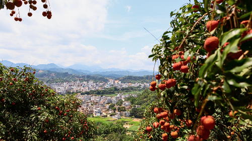 “中国荔乡”茂名树立“中国定向”里程碑