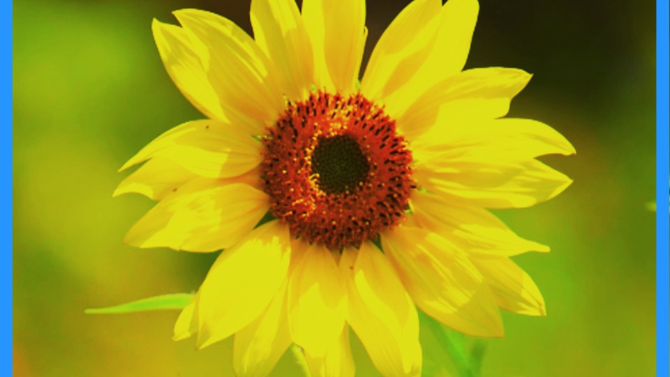 Colorful flowers blossom in poetic morning light