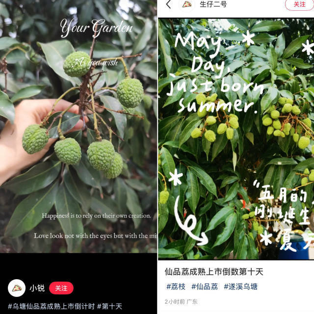 乌塘仙品荔开摘前，荔农化身小红书“种草官”刷屏。（资料图））