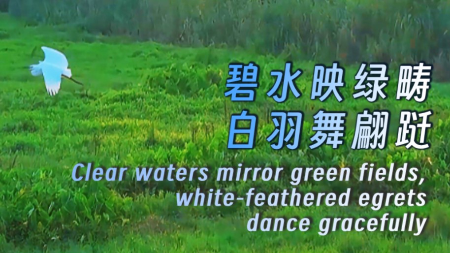 Clear waters mirror green fields, white-feathered egrets dance gracefully